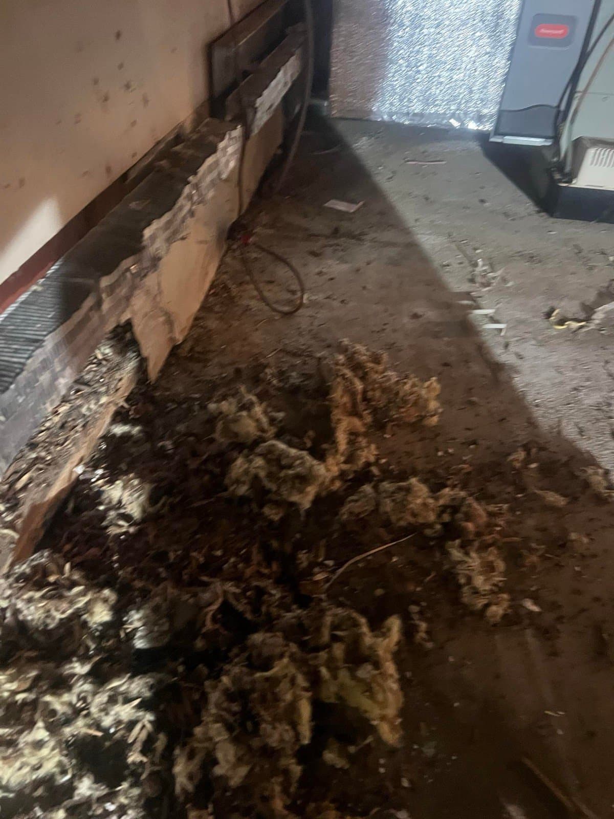 Rodent nest debris and contaminated insulation along the rim joist of a Bedford, NY crawl space before cleanup, before