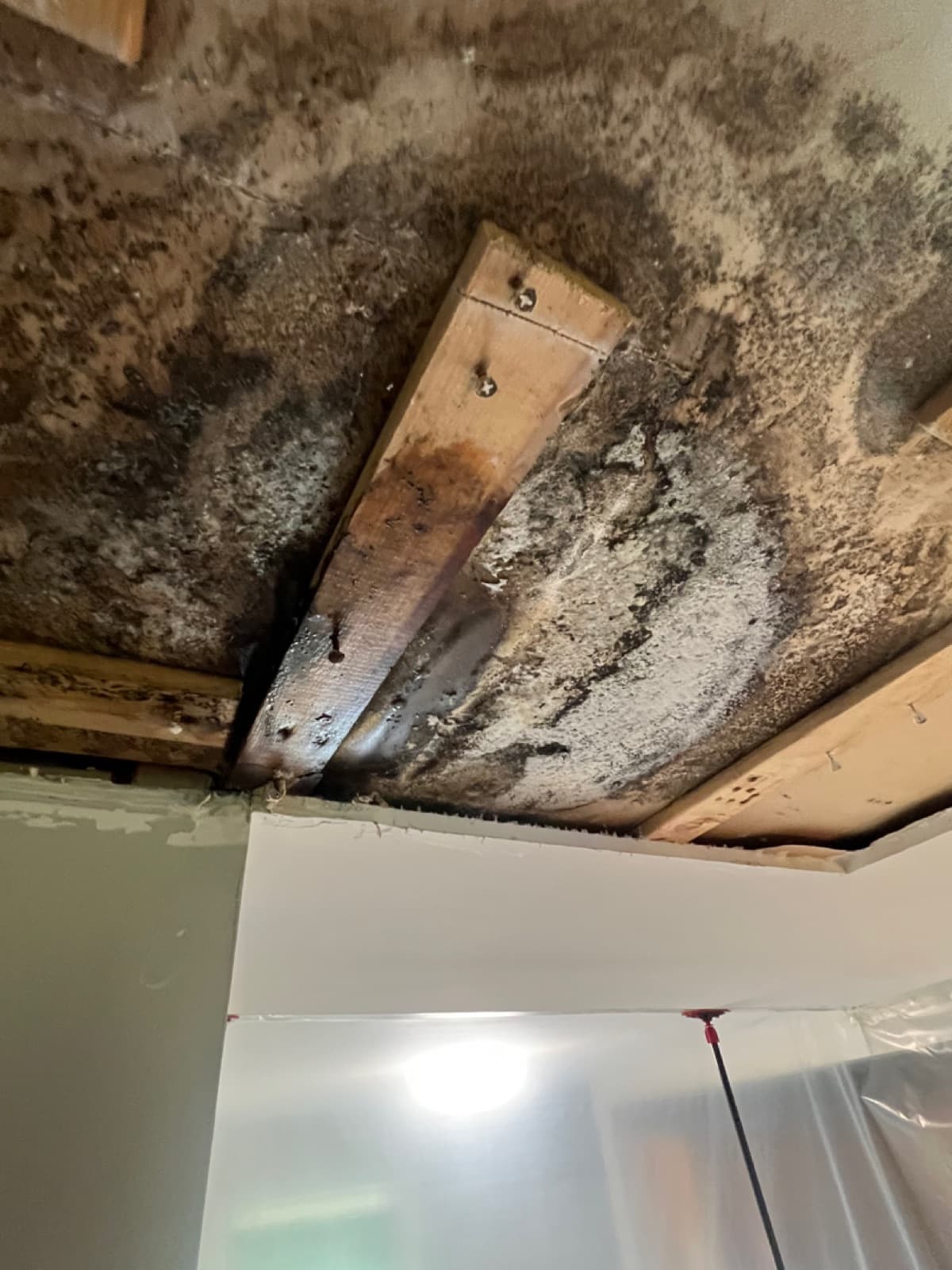Heavy mold growth across the ceiling sheathing and joists of a Fairfield, CT living room before remediation, before