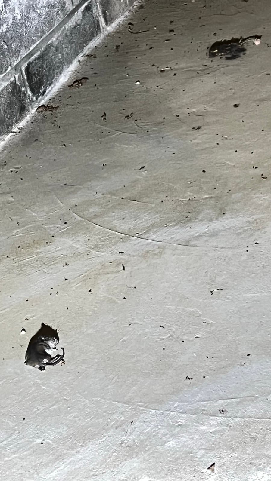 Dead mice and droppings on the crawl space slab of a Stamford, CT home before biohazard cleanup, before