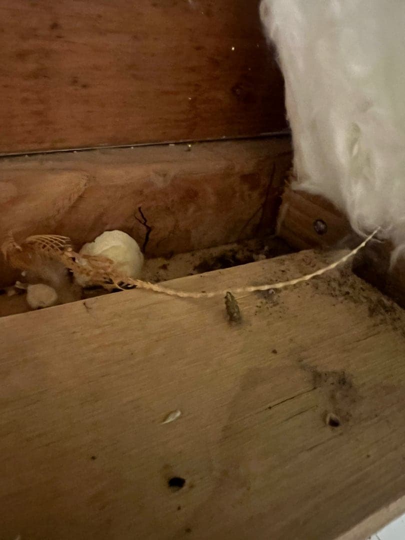 Rodent droppings and nesting material on the plywood decking above a finished ceiling in a Warren, CT home, before