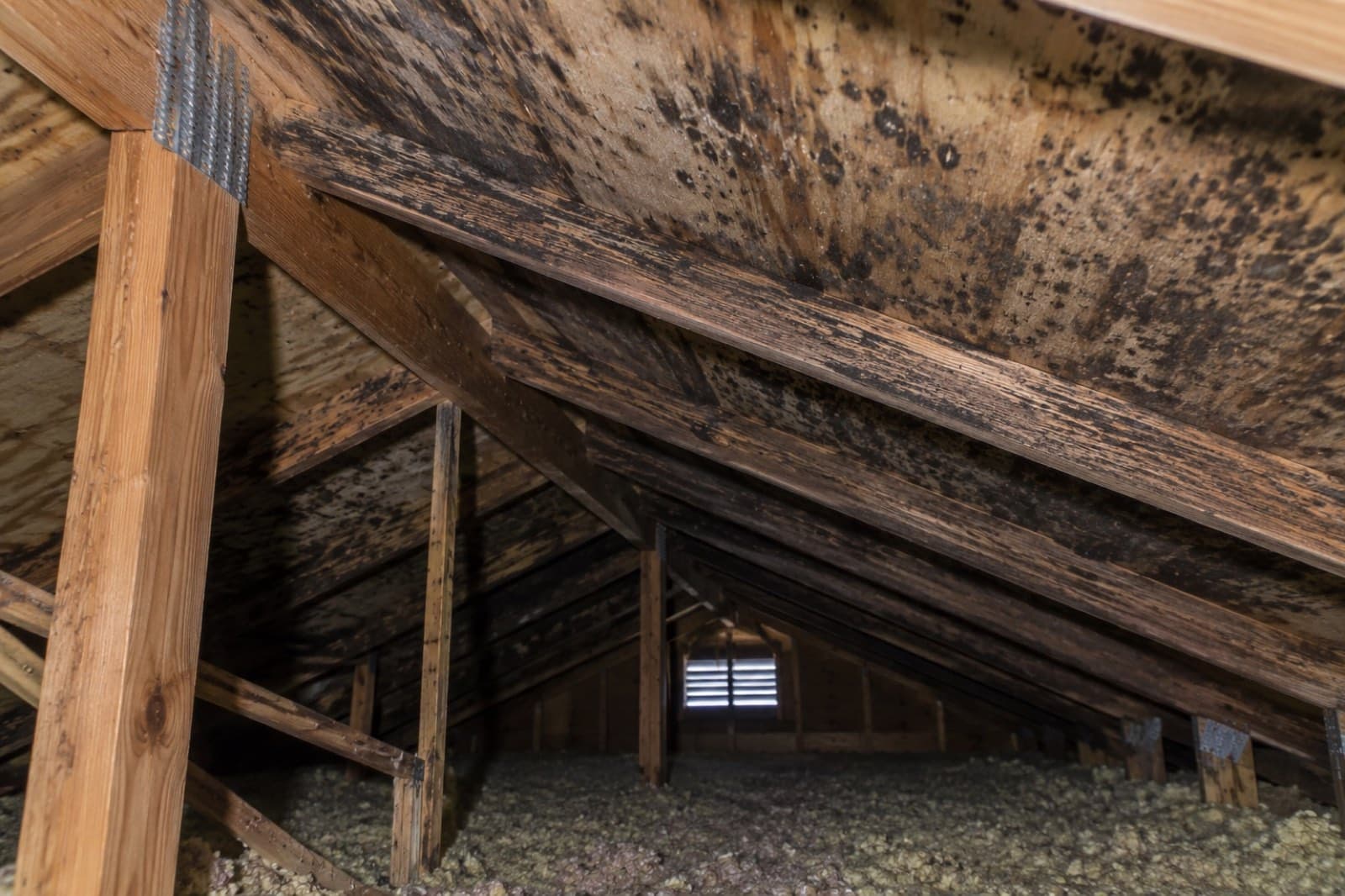 White mold growth across attic roof sheathing and rafters in a Connecticut home before remediation