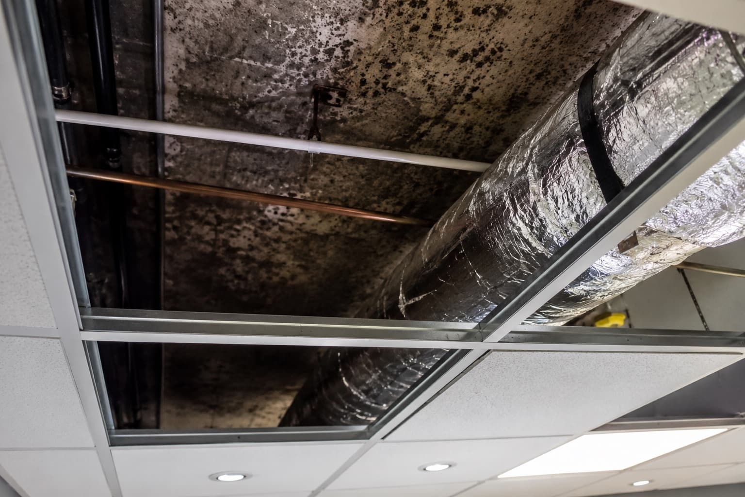 Black mold spreading across the ceiling and ductwork above a commercial drop ceiling