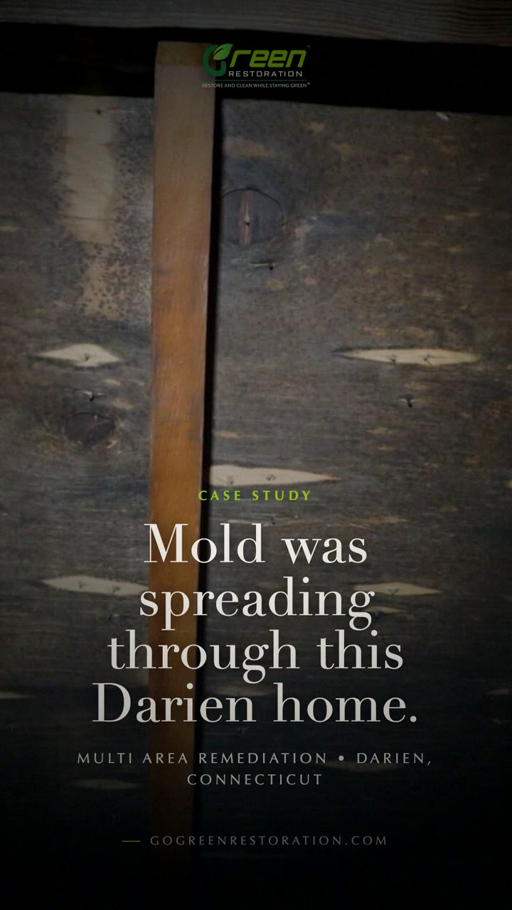 Watch a Real Darien Mold Remediation Job